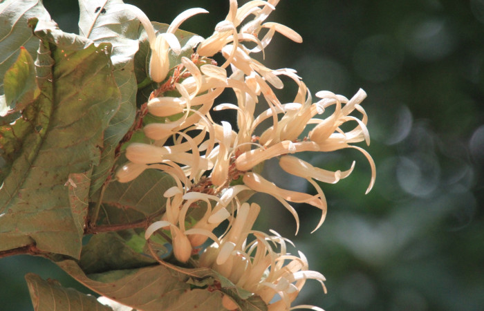 Fig. 17 Frutos  <i>Triplaris melaenodendron</i> (Polygonaceacea), mide 20mts. Ojochal, Sector Santa Elena, 675m. Foto R.Moraga.