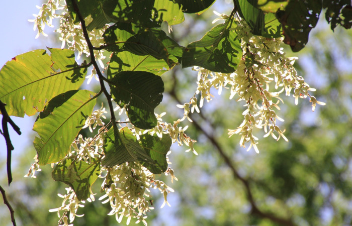 Fig. 18 Frutos <i>Triplaris melaenodendron</i> (Polygonaceacea), mide 20mts. Ojochal, Sector Santa Elena, 675m. Foto R.Moraga.
