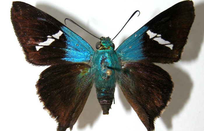 Fig. 1 Adulto <i>Ectomis pervivax</i> (Hesperiidae), vista dorsal hembra mide 24mm. Casa Potrero Grande, Sector Santa Elena, 17m. 03-SRNP-27214-DHJ39536