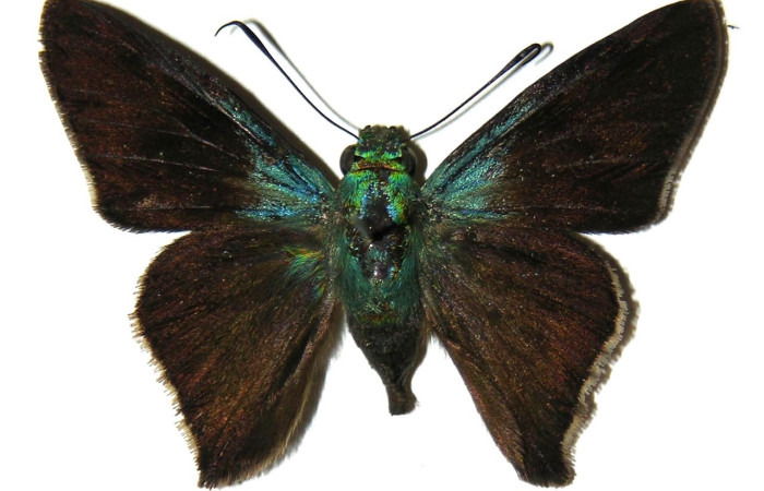 Fig. 3 Adulto <i>Ectomis pervivax</i> (Hesperiidae), vista dorsal macho mide 24mm. Casa Potrero Grande, Sector Santa Elena, 05-SRNP-55012-DHJ304176