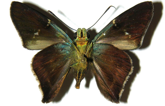 Fig. 4 Adulto <i>Ectomis pervivax</i> (Hesperiidae), vista ventral macho mide 24mm. Casa Potrero Grande, Sector Santa Elena, 05-SRNP-55012-DHJ304177
