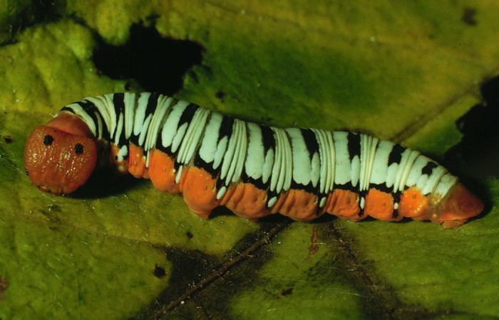 Fig. 6 Larva <i>Ectomis pervivax</i> (Hesperiidae), Quebrada Costa Rica, Sector Santa Rosa, 92-SRNP-183-DHJ14834.jpg