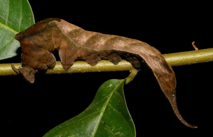 Fig.11 Larva <i>Archaeoprepona centralis</i>, (Nymphalidae), se alimenta  <i>Annona muricata</i> (introducido), (Annonaceae), mostrando la parte lateral entero. Voucher: 05-SRNP-41858-DHJ407212.jpg.