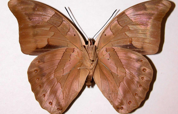 Fig.2 Adulto <i>Archaeoprepona centralis</i>, Nymphalidae, hembra mostrando la parte ventral. Voucher: 98-SRNP-6820-DHJ39045.