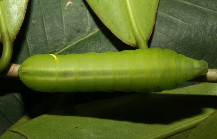  Larvas en posición dorsal de <i>Eumorpha</i> obliquusDHJ02 (Sphingidae).PU estadio.  Sector Pitilla, Bullas. Voucher: 12-SRNP-70876-DHJ495161.jpg.