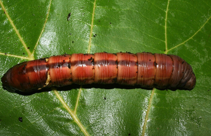  Prepupa en posición dorsal de <i>Eumorpha[/]i obliquusDHJ02 (Sphingidae). Sector Pitilla, Bullas. Voucher: 12-SRNP-70973-DHJ495319.jpg.