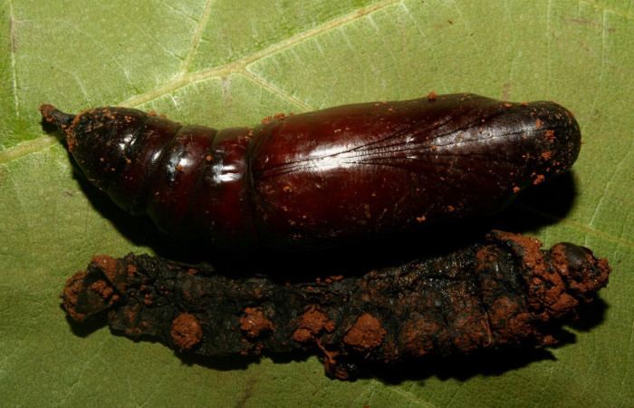  Pupa en posición dorsal de <i>Eumorpha</i> obliquusDHJ02 (Sphingidae). Sector Pitilla, Bullas. Voucher: 12-SRNP-70973-DHJ495354.jpg.