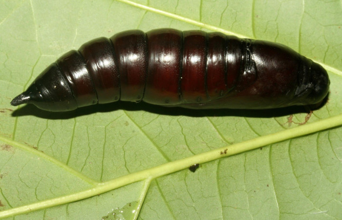  Pupa en posición dorsal de <i>Eumorpha</i> obliquusDHJ02 (Sphingidae)..  Sector San Cristóbal, Finca San Gabriel. Voucher: 12-SRNP-2012-DHJ487186.jpg.
