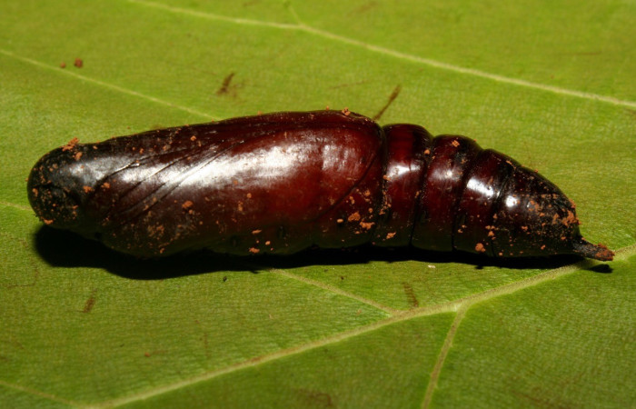  Pupa en posición lateral de <i>Eumorpha</i> obliquusDHJ02 (Sphingidae). Sector Pitilla, Bullas. Voucher: 12-SRNP-70973-DHJ495356.jpg.