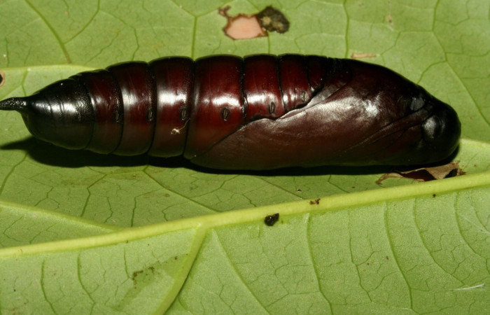  Pupa en posición lateral de <i>Eumorpha</i> obliquusDHJ02 (Sphingidae)..  Sector San Cristóbal, Finca San Gabriel. Voucher: 12-SRNP-2012-DHJ487187.jpg.