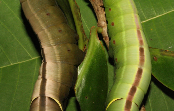  Larvas en posición dorsal de <i>Eumorpha</i> obliquusDHJ02 (Sphingidae).Último estadio.  Sector Pitilla, Bullas. Voucher: 12-SRNP-70973-DHJ702279.jpg.