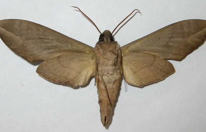  Adulto posición dorsal de <i>Eumorpha</i> obliquusDHJ02 (Sphingidae) . Sector San Cristóbal, Finca San Gabriel. Voucher 12-SRNP-2065-DHJ566623.