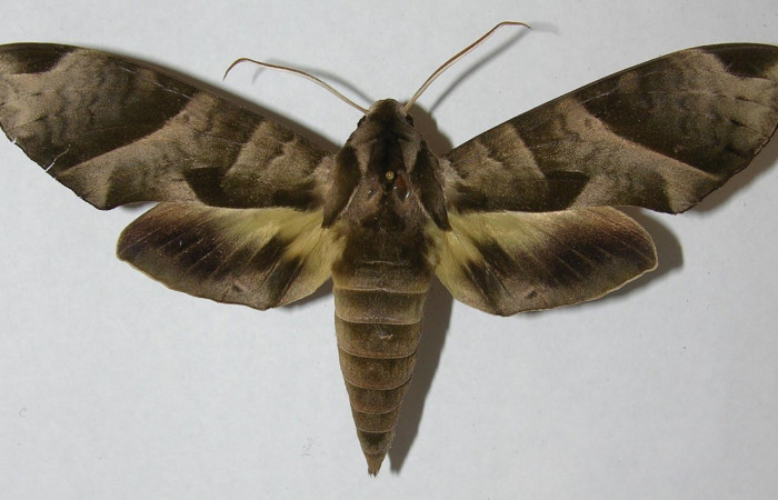  Adulto posición dorsal de <i>Eumorpha</i> obliquusDHJ02 (Sphingidae) . Sector San Cristóbal, Finca San Gabriel. Voucher 12-SRNP-2053-DHJ566630.