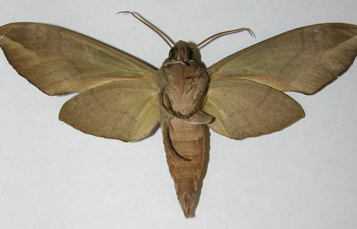  Adulto posición ventral de <i>Eumorpha</i> obliquusDHJ02 (Sphingidae) . Sector San Cristóbal, Finca San Gabriel. Voucher 12-SRNP-2053-DHJ566631.