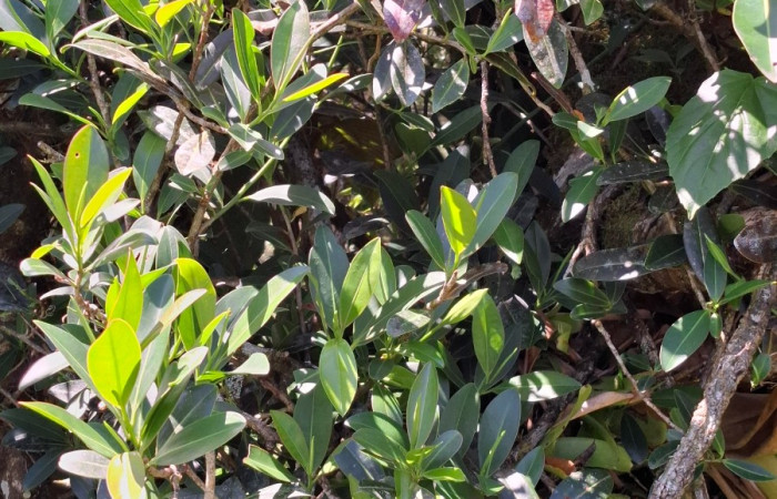  <i>Sarcopera sessiliflora</i> (Marcgraviaceae), planta hospedera de <i>Eumorpha</i> obliquusDHJ02 (Sphingidae). Sector San Cristóbal, Singuindarrea. Foto, Elda Araya, 12 Abril 2025.
