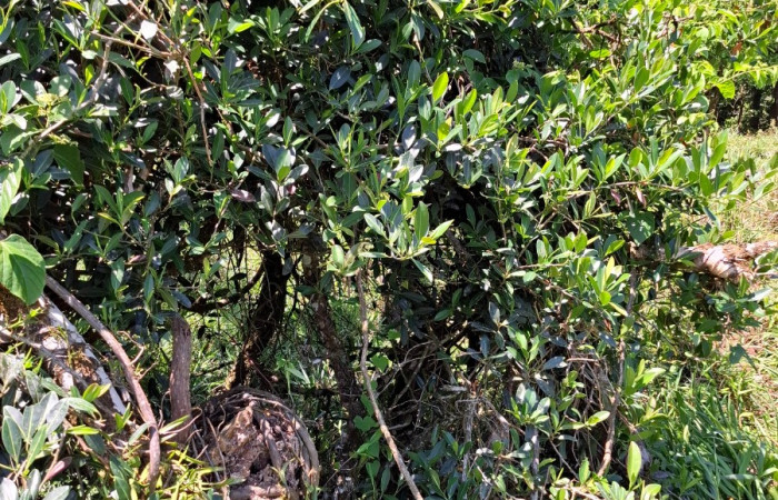  <i>Sarcopera sessiliflora</i> (Marcgraviaceae), planta hospedera de <i>Eumorpha</i> obliquusDHJ02 (Sphingidae). Sector San Cristóbal, Singuindarrea. Foto, Elda Araya, 12 Abril 2025.
