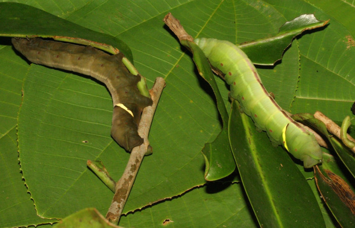  Larvas en posición lateral de <i>Eumorpha</i> obliquusDHJ02 (Sphingidae).Último estadio.  Sector Pitilla, Bullas. Voucher: 12-SRNP-70973-DHJ702275.jpg.