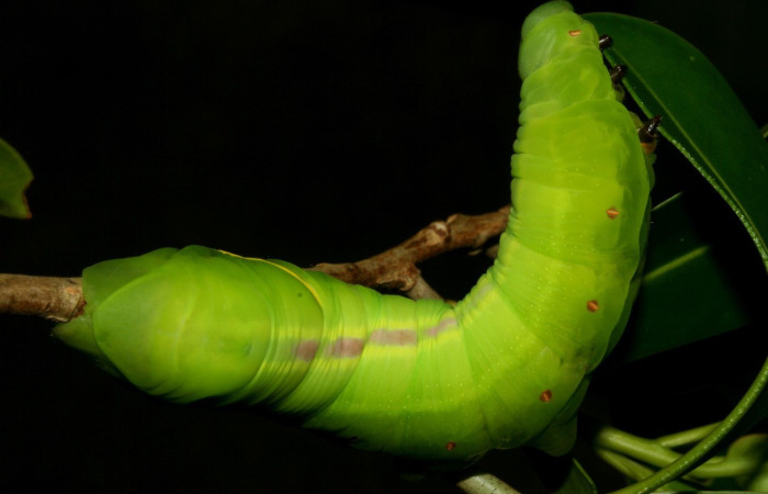  Larva en posición lateral de <i>Eumorpha</i> obliquusDHJ02 (Sphingidae). Último estadio.  Sector San Cristóbal, Finca San Gabriel. Voucher: 12-SRNP-2012-DHJ487107.jpg.