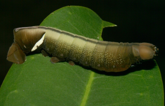  Larva en posición lateral de <i>Eumorpha</i> obliquusDHJ02 (Sphingidae).PPU estadio.  Sector San Cristóbal, Finca San Gabriel. Voucher: Figura 12-SRNP-2065-DHJ487136.jpg.