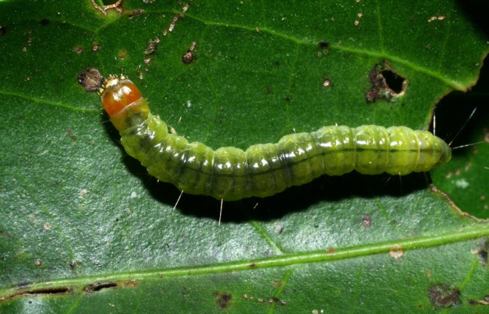 Figura 5.Larva <i>Amorbia eccopta</i>, Tortricidae, vista dorsal. (08-SRNP-35731-DHJ441209).