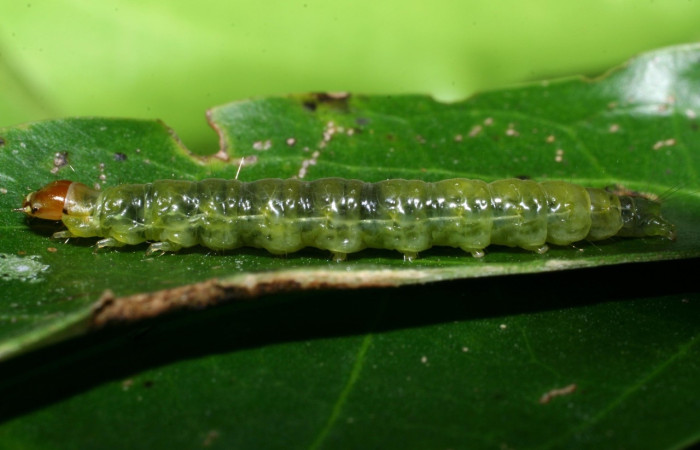 Figura 6. Larva <i>Amorbia eccopta</i>, Tortricidae, vista lateral. (08-SRNP-35731-DHJ441213).