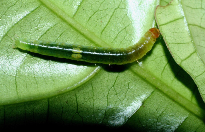 Figura 7. Larva <i>Amorbia eccopta</i>, Tortricidae, vista dorsal. (09-SRNP-36022-DHJ455888).