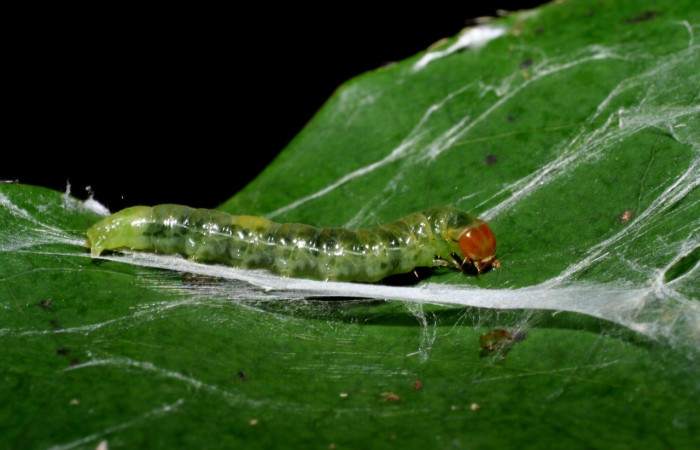 Figura 8. Larva <i>Amorbia eccopta</i>, Tortricidae, vista dorsal. (09-SRNP-56269-DHJ460188).