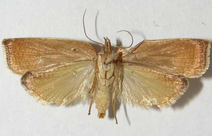 Figura 2. Adulto de <i>Amorbia eccopta</i> (macho), vista ventral. (11-SRNP-35119-DHJ546539).