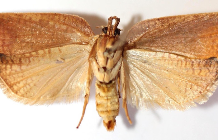 Figura 4. Adulto de <i>Amorbia eccopta</i> (hembra), vista ventral. (13-SRNP-35280-DHJ587651).