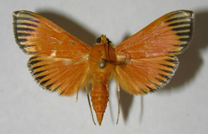 Fig. 01. Adulto de <i>Phostria mapetalis</i> (Crambidae), vista dorsal. Voucher: 06-SRNP-42413-DHJ353698.jpg.