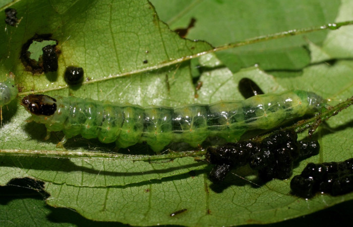 Fig. 04. Larva de <i>Phostria mapetalis</i> (Crambidae), vista lateral, último estadío, 28mm longitud. Voucher: 07-SRNP-22426-DHJ426531.jpg.