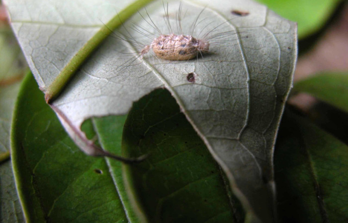 Figura 13. Capullo de parásito <i>Microcharops</i> MIC-70 de la familia (Ichneumonidae), Iscadia Poole02DHJ03 (Nolidae). Voucher 03-SRNP-21616-DHJ90923.jpg.