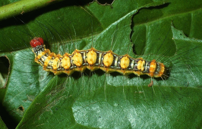 Figura 4. <i>Iscadia</i> Poole02DHJ03 (Nolidae), último estadio, vista dorsal. Estación Caribe. Voucher 03-SRNP-31027-DHJ81026.jpg.
