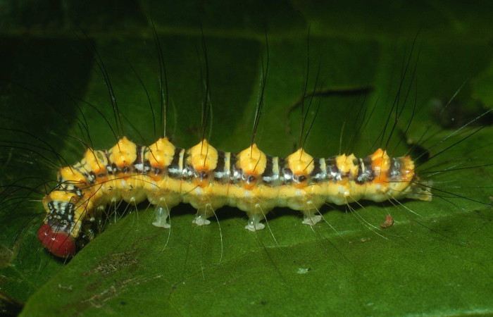 Figura 5. <i>Iscadia</i> Poole02DHJ03 (Nolidae), último estadio, vista lateral. Estación Caribe. Voucher 03-SRNP-31027-DHJ81030.jpg.