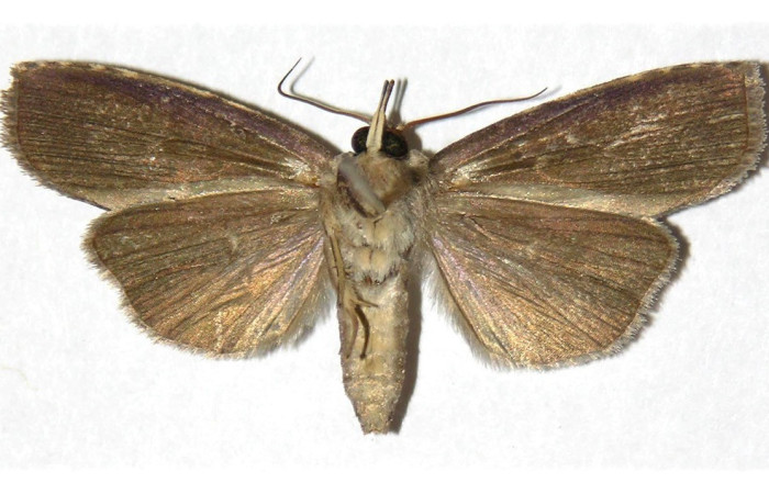 Figura 1. Adulto de <i>Iscadia</i> Poole02DHJ03 (Nolidae), Vista ventral. Voucher 05-SRNP-20944-DHJ312093.jpg.