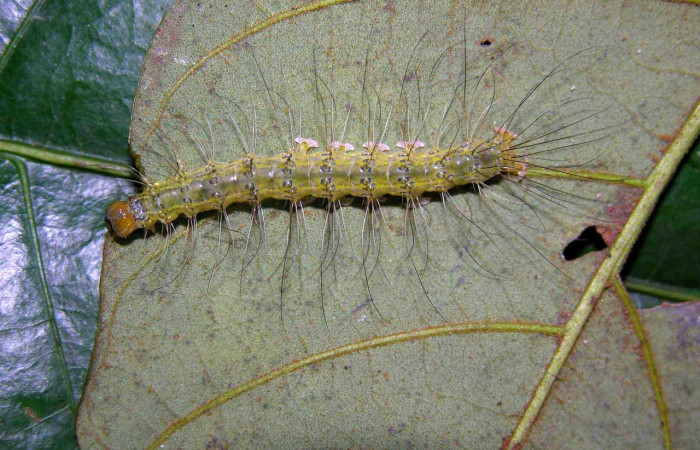 Figura 14. <i>Iscadia</i> Poole06 (Nolidae), posición dorsal. Estación Pitilla. Voucher 05-SRNP-34318-DHJ424269.jpg.