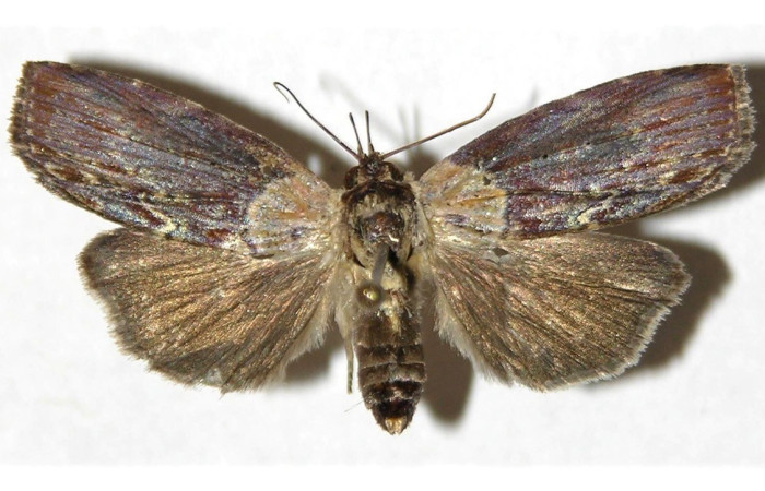 Figura 10. Adulto de <i>Iscadia</i> Poole02DHJ03 (Nolidae), vista dorsal. Voucher 05-SRNP-40501-DHJ312088.jpg.