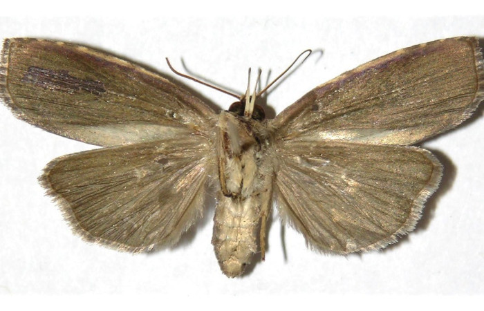 Figura 11. Adulto de <i>Iscadia</i> Poole02DHJ03 (Nolidae), vista ventral. Voucher 05-SRNP-40501-DHJ312089.jpg.