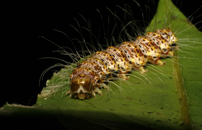 Figura 15. <i>Iscadia</i> Poole06 (Nolidae), posición dorsal frontal,  Estación San Cristóbal. Voucher 05-SRNP-6709-DHJ403306.jpg.