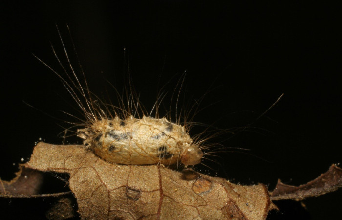 Figura 12. Capullo de parásito <i>Microcharops</i> tibialisDHJ08 de la familia (Ichneumonidae), de <i>Iscadia</i> Poole02DHJ03 (Nolidae). Voucher 05-SRNP-70436-DHJ415573.jpg.