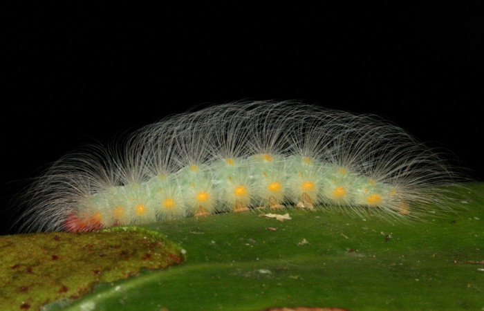 Figura 17. <i>Iscadia</i> furciferaDHJ026 (Nolidae), posición dorsal. Estación Caribe. Voucher 07-SRNP-42022-DHJ427701.jpg.