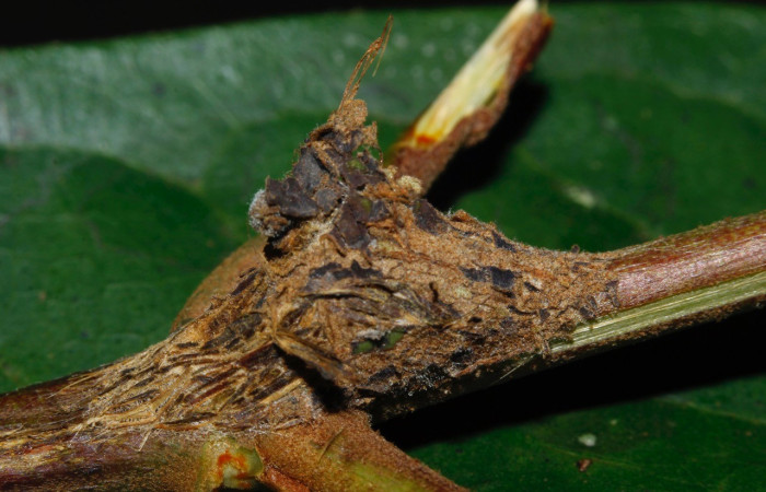 Figura 7. Capullo de <i>Iscadia</i> Poole02DHJ03 (Nolidae). Vouche 16-SRNP-27718-DHJ730899.jpg.