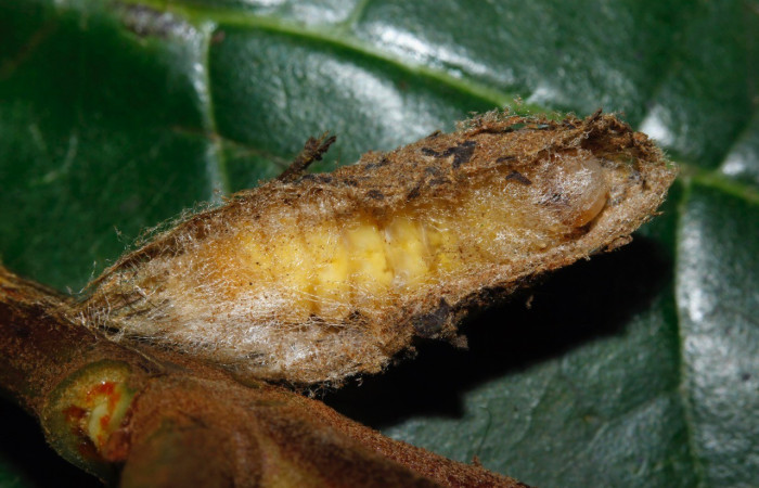 Figura 6. Prepupa de <i>Iscadia</i> Poole02DHJ03 (Nolidae). Voucher 16-SRNP-27718-DHJ730900.jpg.jpg.