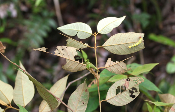 Figura 3. Larva de <i>Iscadia</i> Poole02DHJ03 (Nolidae), en su planta hospedera, <i>Vismia baccifera</i> (Hypericaceae) en tercer estadio, posición dorsal. Estación Biológica Pitilla. Voucher 17-SRNP-32101-DHJ740163.jpg.