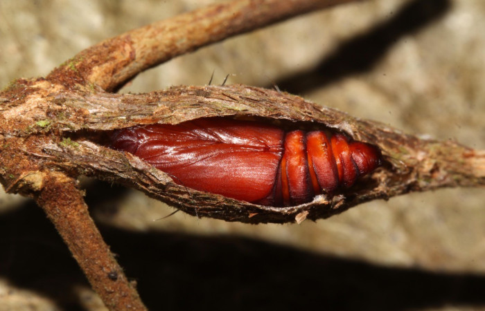 Figura 8. Pupa de <i>Iscadia</i> Poole02DHJ03 (Nolidae). Voucher 17-SRNP-32101-DHJ740169.jpg.