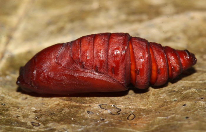 Figura 9. Pupa de <i>Iscadia</i> Poole02DHJ03 (Nolidae). Voucher 17-SRNP-32101-DHJ740174.jpg.