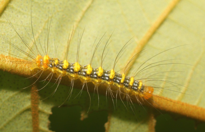 Figura 2. Larva de <i>Iscadia</i> Poole02DHJ03 (Nolidae), en tercer estadio, posición dorsal. Estación Leiva. Voucher 18-SRNP-80831-DHJ715649.jpg.