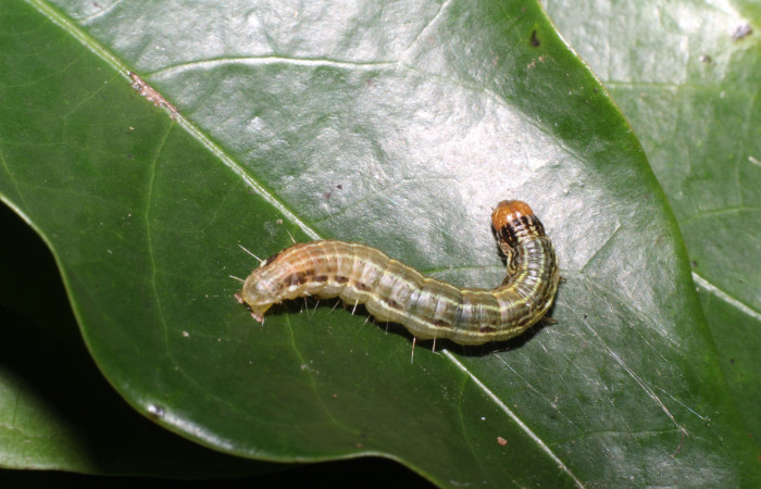Fig. 17. Larva <i>Deuterollyta oediperalis</i>, último estadio, alimentándose de la familia (Lauraceae), especie <i>Ocotea whitei</i>. Voucher: 22-SRNP-57762-DHJ713327.jpg.    