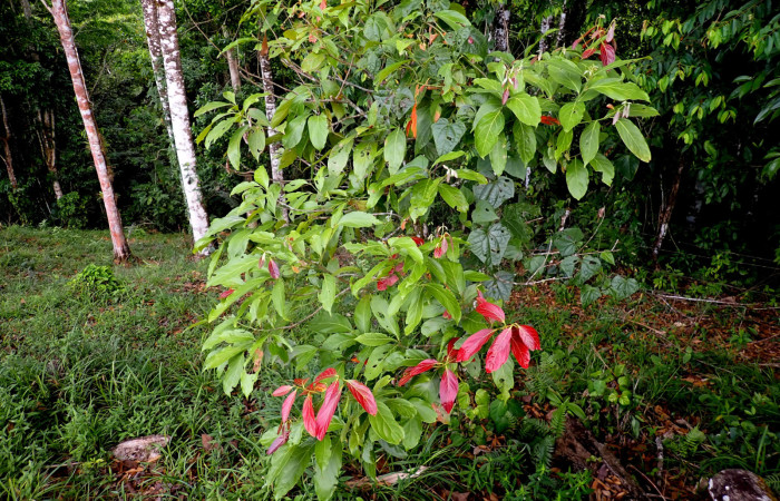 Fig. 31. Planta hospedera de larva <i>Deuterollyta majuscula</i> (Pyralidae). <i>Nectandra hihua</i> de la familia (Lauraceae). Foto. Tomada por Duvalier Briceño, Brasilia Abril 2025.