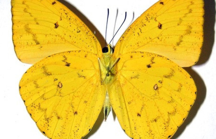 Figura 19.adulto de <i>Phoebis hersilia</i> (Pieridae). Vista dorsal. Voucher.00- SRNP-2535-DHJ310145. Macho. Midió 63mm.